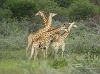 _17C1880 Giraffes